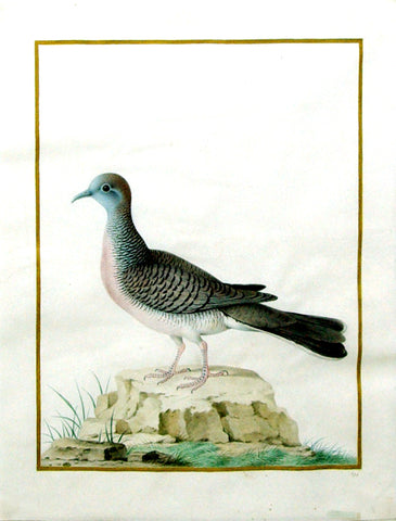 Nicolas Robert (French, 1614-1685), Untitled (Pigeon?)