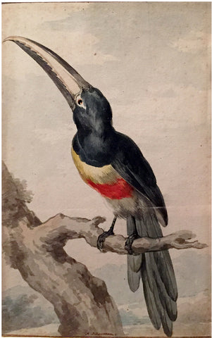 Aert Schouman (Dutch, 1710-1792), A Black-necked Arcari