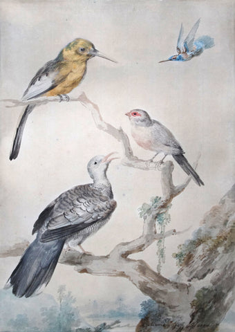 Aert Schouman (Dutch, 1710-1792), Three Birds on a Branch
