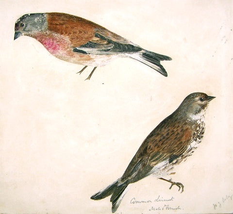 Prideaux John Selby (British, 1788-1867), “Common Linnet, Male and Female”