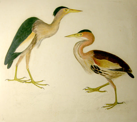 Prideaux John Selby (British, 1788-1867), “Little Bittern”