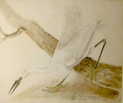 Prideaux John Selby (British, 1788-1867), “Little Egret Heron”