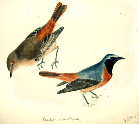Prideaux John Selby (British, 1788-1867), “Redstart, Male and Female”