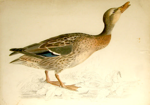 Prideaux John Selby (British, 1788-1867), “Wild Duck”