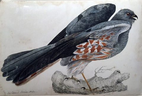 Prideaux John Selby (British, 1788-1867), “Ash Coloured Harrier, male”