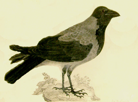 Prideaux John Selby (British, 1788-1867), “Hooded Crow” (variant)