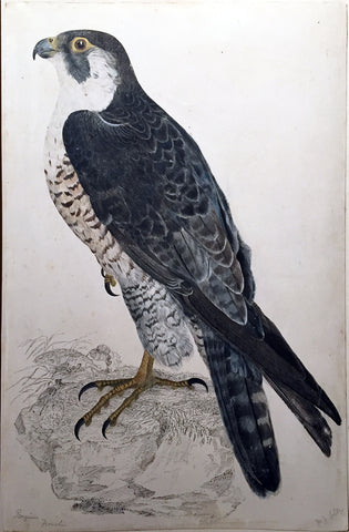 Prideaux John Selby (British, 1788-1867), “Peregrine Falcon, Female”
