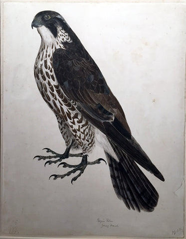 Prideaux John Selby (British, 1788-1867), “Peregrine Falcon, Young Female”