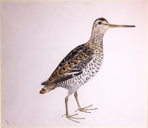 Prideaux John Selby (British, 1788-1867), “Red-breasted Merganser, female”