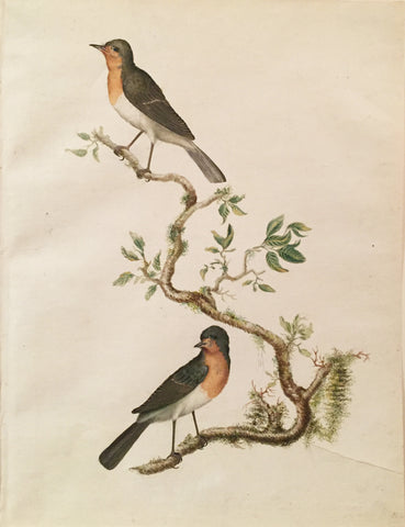 Cornelius Nozeman (Dutch, 1712-1786), “A Pair of Robins”