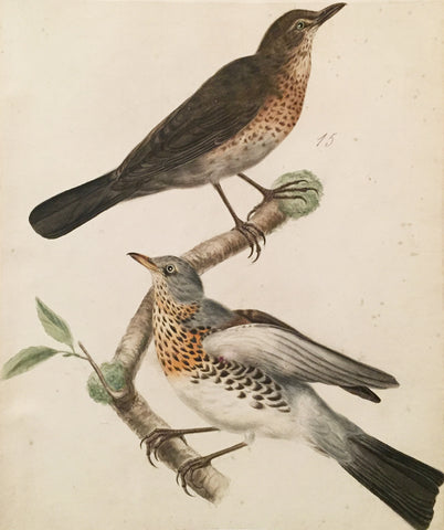 Cornelius Nozeman (Dutch, 1712-1786), “Fieldfare and Blackbird”