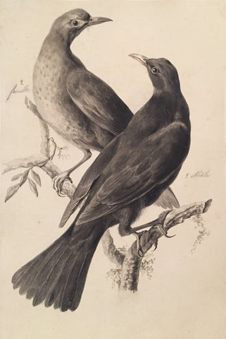 Cornelius Nozeman (Dutch, 1712-1786), “Pair of Blackbirds”