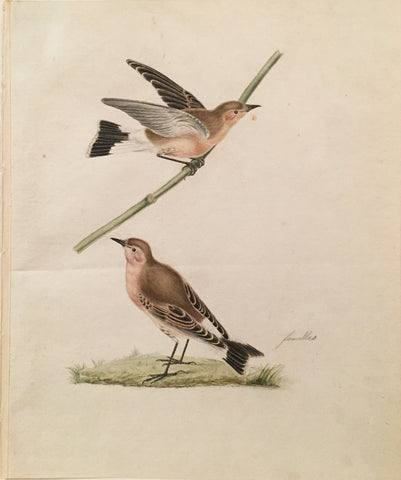 Cornelius Nozeman (Dutch, 1712-1786), “Two Female Wheatears”