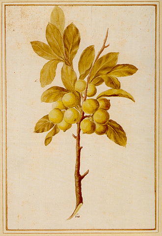 Vincenzo Leonardi (Italian, fl.1621-1646), Citrus, Citrus sp.: fruiting branch