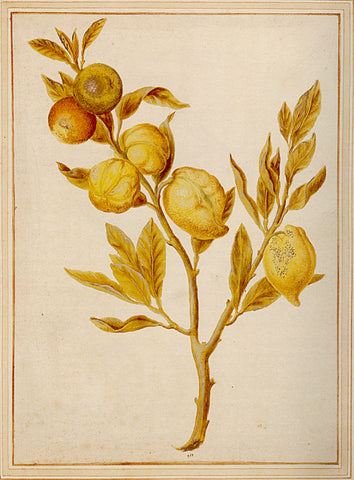 Vincenzo Leonardi (Italian, fl.1621-1646), Citrus, Citrus sp.: anomalous fruiting branch