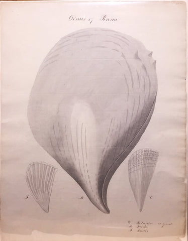 British, 19th-century, Genus 17 Pinna Rotunda or Giant