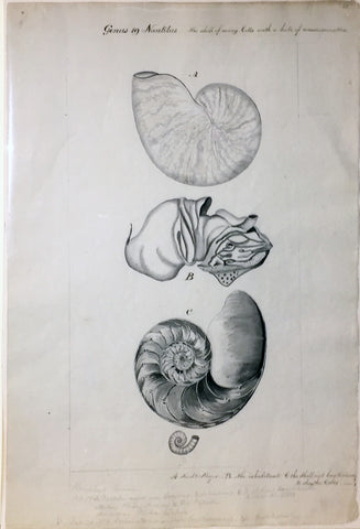 British, 19th-century, Genus 19 Nautilus The Shell of many cells with a hole of communication