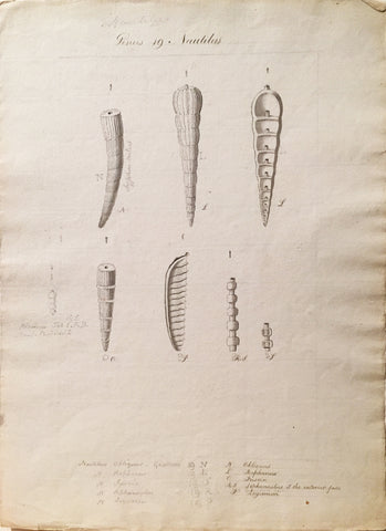 British, 19th-century, Genus 19 Nautilus