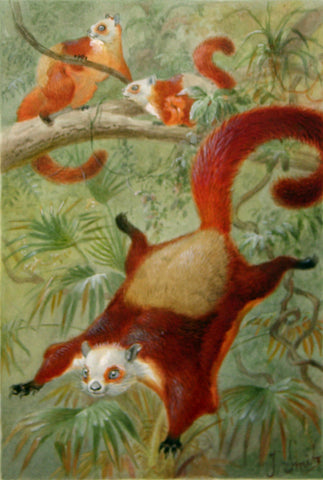 Pierre Jacques Smit (Dutch, 1863-1960) Red and White Giant Flying Squirrel (Pestaurista alborufus)