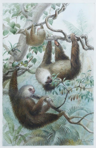 Pierre Jacques Smit (Dutch, 1863-1960) Hoffmann’s Two-toed Sloth (Choloepus hoffmanni)