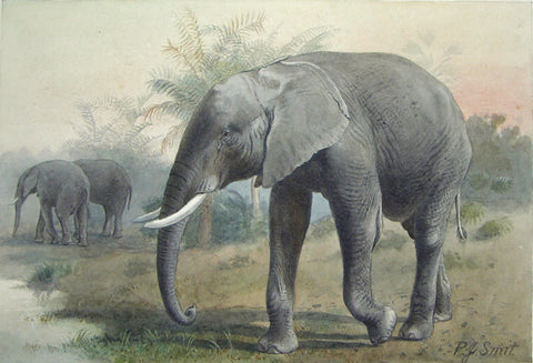 Pierre Jacques Smit (Dutch, 1863-1960) Loxodonta Africana (African Elephant)