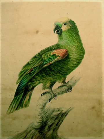 Sarah Stone (British, 1760 - 1844), Green Parrot [Yellow-crowned Parrot (Amazona ochrocephala)]