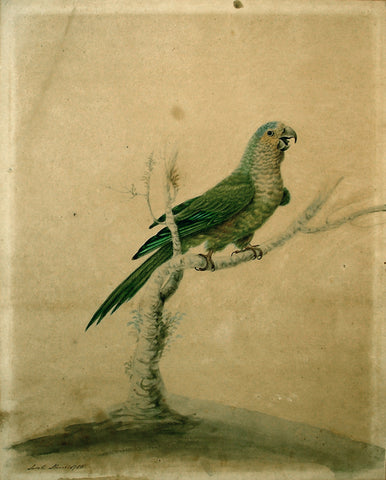 Sarah Stone (British, 1760 - 1844), Small Green Parrot