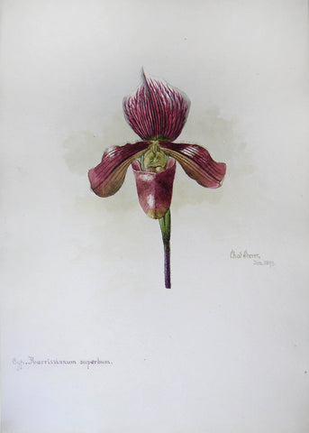 Charles Storer (American, 1817-1907) Cypripedium Aearrissiamum