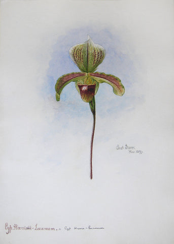 Charles Storer (American, 1817-1907) Cypripedium Harri-Leeanum