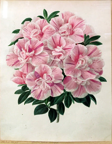 Louis-Constantin Stroobant (Belgian, 1814-1872), Azalea Indica Arlequin