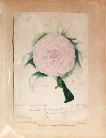 Louis-Constantin Stroobant (Belgian, 1814-1872), Camellia Buncipassa Albobrandini