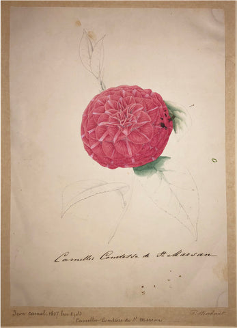 Louis-Constantin Stroobant (Belgian, 1814-1872), Camellia Comtesse de St. Marsan