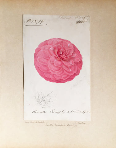 Louis-Constantin Stroobant (Belgian, 1814-1872), Camellia Triomphe de Wondelgem
