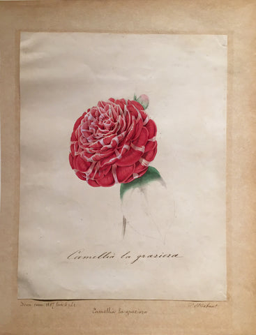 Louis-Constantin Stroobant (Belgian, 1814-1872), Camellia la grazioza