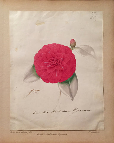 Louis-Constantin Stroobant (Belgian, 1814-1872), Camilla Archiduca Gioranni