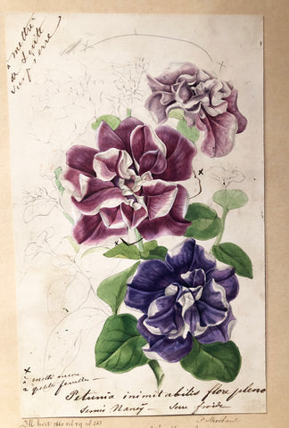 Louis-Constantin Stroobant (Belgian, 1814-1872), Petunia inimitablies flore pleno