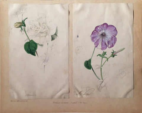 Louis-Constantin Stroobant (Belgian, 1814-1872), Petunias nouveaurux Imperial M Loyer