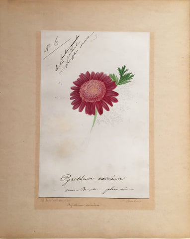 Louis-Constantin Stroobant (Belgian, 1814-1872), Pyrethrum eximium