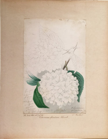 Louis-Constantin Stroobant (Belgian, 1814-1872), Viburnum plicatum chunb