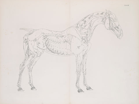 George Stubbs (British, 1724-1806)  Plate III, The Third Anatomical Table of the Muscles.. of the Horse Explained