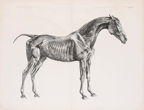 George Stubbs (British, 1724-1806)  Plate III, The Third Anatomical Table of the Muscles.. of the Horse