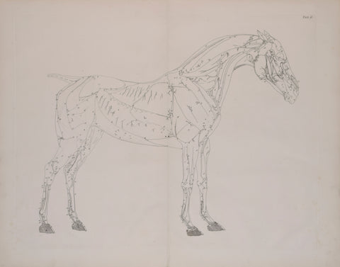 George Stubbs (British, 1724-1806)  Plate II, The Second Anatomical Table of the Muscles.. of the Horse Explained
