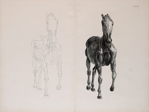 George Stubbs (British, 1724-1806) Plate VIII, The Eighth Anatomical Table of the Muscles.. of the Horse