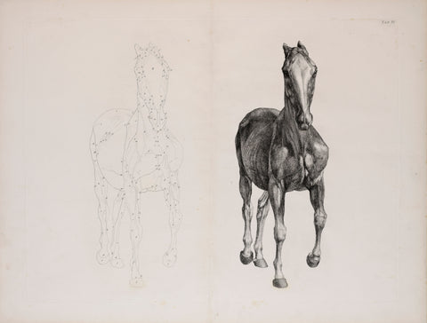 George Stubbs (British, 1724-1806) Plate VI, The Sixth Anatomical Table of the Muscles.. of the Horse