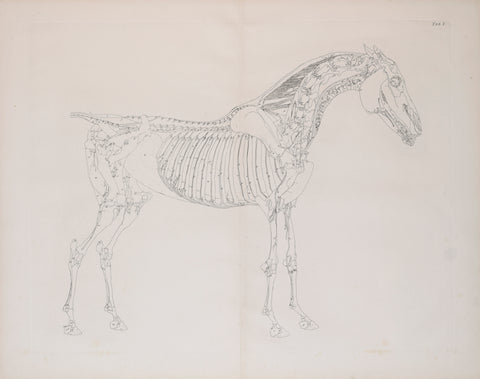George Stubbs (British, 1724-1806) Plate V, The Fifth Anatomical Table of the Muscles.. of the Horse Explained