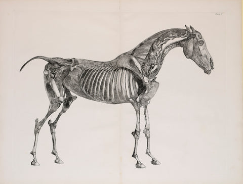George Stubbs (British, 1724-1806) Plate V, The Fifth Anatomical Table of the Muscles.. of the Horse
