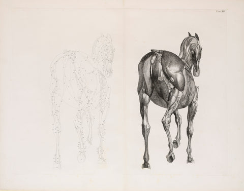 George Stubbs (British, 1724-1806) Plate XIII, The Thirteenth Anatomical Table of the Muscles.. of the Horse