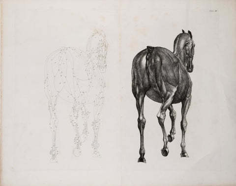 George Stubbs (British, 1724-1806) Plate XII, The Twelfth Anatomical Table of the Muscles.. of the Horse