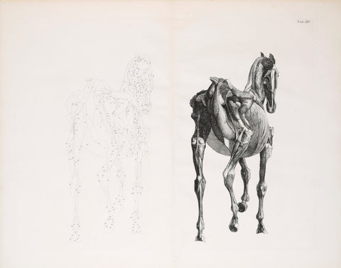 George Stubbs (British, 1724-1806) Plate XIV, The Fourteenth Anatomical Table of the Muscles.. of the Horse