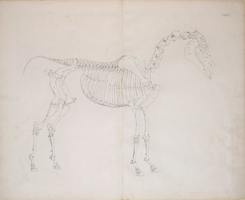 George Stubbs (British, 1724-1806) Plate I, The First Anatomical Table of the Skeleton of a Horse Explained